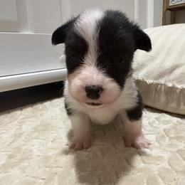 Bryce - Black and tan male American Corgi puppy in Decatur, Texas from Bar S Corgis