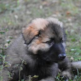 Boy 3 - Gray sable male Shiloh Shepherd puppy in Indianapolis, Indiana from Echo Shilohs
