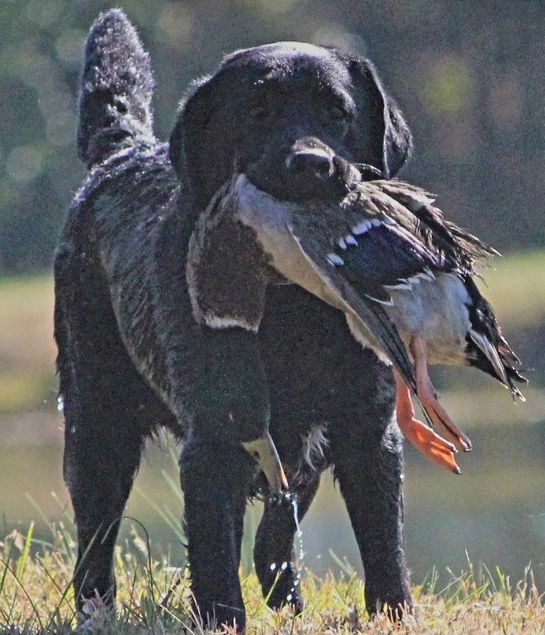 Jewel - Labrador Retriever
