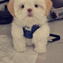 Shih Tzu Puppies from Prescious Shih Tzu’s