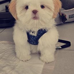 Shih Tzu Puppies from Prescious Shih Tzu’s