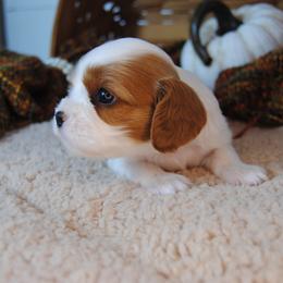 Bella - Blenheim female Cavalier King Charles Spaniel puppy in Mountain Grove, Missouri from Dogwood & Sassafras Companions