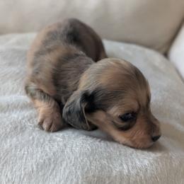 Stitch - Dapple male Dachshund puppy in Waddell, Arizona from The Bearded Companions