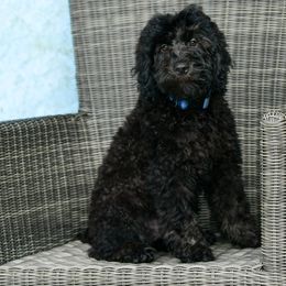 Sheepadoodle Puppies from Riley Grace Puppies