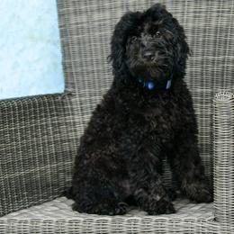 Sheepadoodle Puppies from Riley Grace Puppies