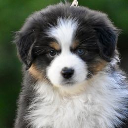Australian Shepherd and Miniature American Shepherd Puppies from Bright Heart Aussies & Miniature American Shepherds