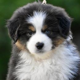 Australian Shepherd and Miniature American Shepherd Puppies from Bright Heart Aussies & Miniature American Shepherds