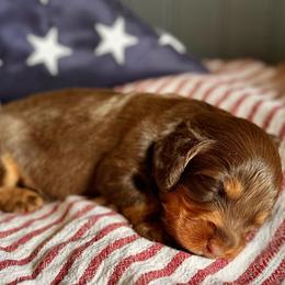 Chocolate Boy - Chocolate and tan male Dachshund puppy in North Port, Florida from Jessica Louise Dachshunds