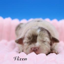 Vixen - Red merle female Miniature Australian Shepherd puppy in Weeki Wachee, Florida from Arlington's Mini Aussies