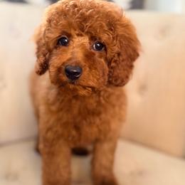 Posy Jane (Purple Collar) - Red female Cavapoo puppy in Preston, Idaho from Rocking JH Pup Co