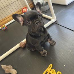 French Bulldog Puppies from Montana Made Frenchies