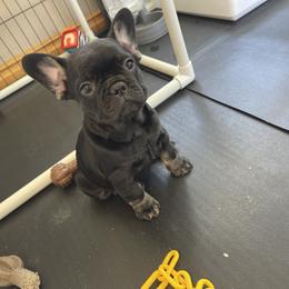 French Bulldog Puppies from Montana Made Frenchies
