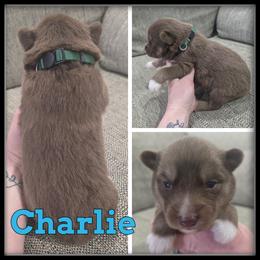 Charlie - Red and white male Siberian Husky puppy in Wheeler, Michigan from Haase Family Kennels