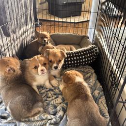 Pembroke Welsh Corgi Puppies from Hansen Corgis