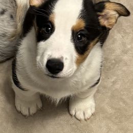 Cardigan Welsh Corgi Puppies from Deborah King's Cardigan Welsh Corgis