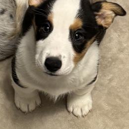 Cardigan Welsh Corgi Puppies from Deborah King's Cardigan Welsh Corgis