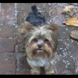 Hector - Yorkshire Terrier