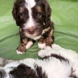Bernedoodle All Grown Up from Terri Suchy