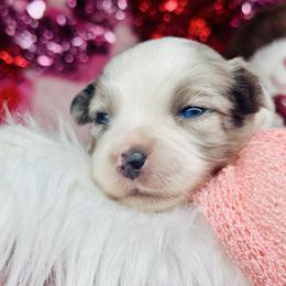 Echo - Blue merle female Miniature Australian Shepherd puppy in Wauchula, Florida from Sun & Moon Aussies