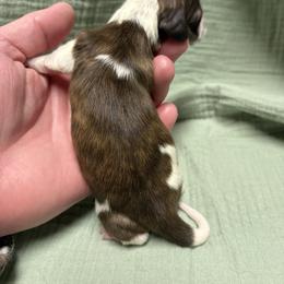 Sage - Piebald female Dachshund puppy in Athens, Alabama from 4 Moore Ranch