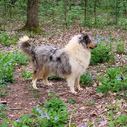 Cookies - Collie
