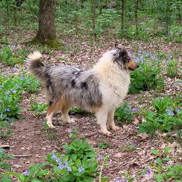 Cookies - Collie