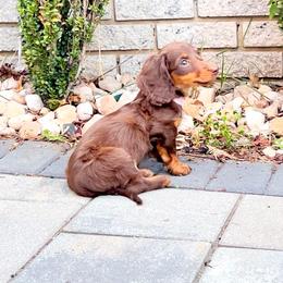 Girl 3 - Chocolate and tan female Dachshund puppy in Boston, Massachusetts from London’s puppies