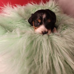 Boy 1 - Blue and tan male Dachshund puppy in Lovell, Wyoming from Bernstein Doxies
