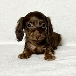 Taylor - Chocolate and tan male Dachshund puppy in Lake City, Florida from KNG FARMS