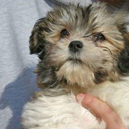 Havanese from Harmony Havanese