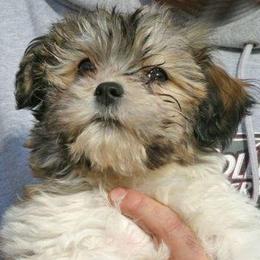 Havanese from Harmony Havanese
