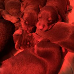 Doberman Pinscher Puppies from Ranchers Companion Doberman Kennel