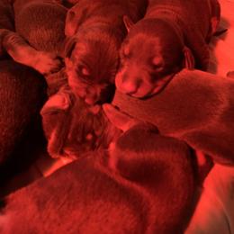 Doberman Pinscher Puppies from Ranchers Companion Doberman Kennel