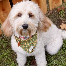 Sunshine - Australian Labradoodle