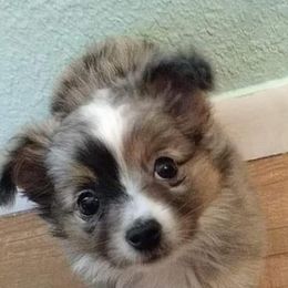 Aussiedoodles and Toy Australian Shepherds from Fur The Love Of Doodle