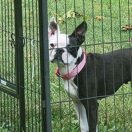 Bailey - Boston Terrier