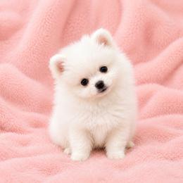 Twilight Sparkle - White female Pomeranian puppy in Rhode Island from Heartfelt Kennels