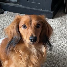 Obi - Dachshund