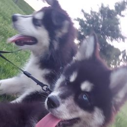 Alaskan Husky Puppies from Mawlawi Huskies