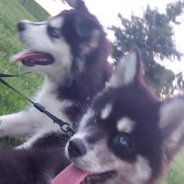 Alaskan Husky Puppies from Mawlawi Huskies