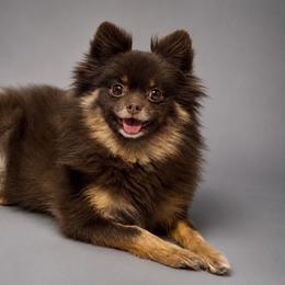 Bailey - Pomeranian
