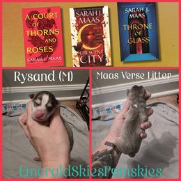 Rhysand - Silver and white male Pomsky puppy in Sumter, South Carolina from Emerald Skies Pomskies
