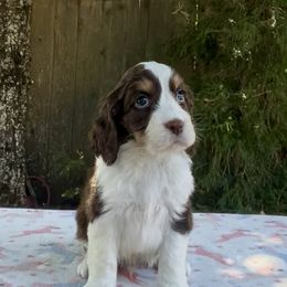 Pat-A-Cake 'Baker' - Liver white and tan male English Springer Spaniel puppy in Scio, Oregon from Starlet Springers