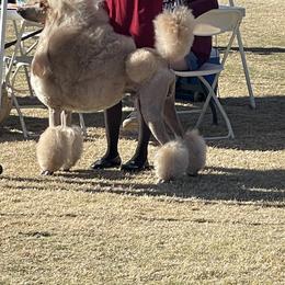 Poodle All Grown Up from Kings Honored Poodles