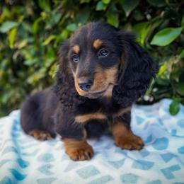 Peter - Black and tan male Dachshund puppy in Temecula, California from Naomi Magee's Dachshund Kennel