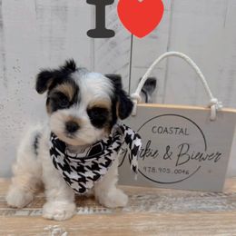 Louis Vuitton - Black tan and white male Biewer Terrier puppy in North Chelmsford, Massachusetts from Coastal Yorkshire Terrier Yorkies & Biewer Terriers