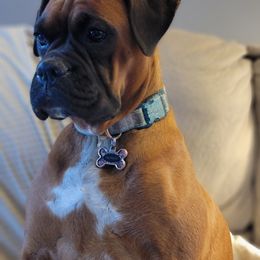 Margot - Boxer