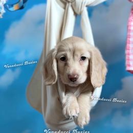 Blanca Nieves - Cream female Dachshund puppy in Chandler, Arizona from Vonaducci Doxies, LLC.