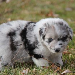 Australian Shepherd Puppies from Big Sky Aussies