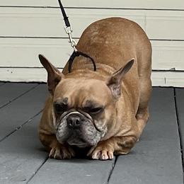 Puma - French Bulldog